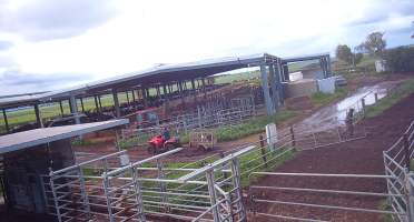 Calf in trailer at dairy farm - Screenshot from hidden camera - Captured at Minko North Dairy, Korunye SA Australia.