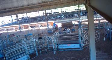 Workers in calf pens at dairy farm - Screenshot from hidden camera - Captured at Minko North Dairy, Korunye SA Australia.