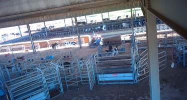 Workers in calf pens at dairy farm - Screenshot from hidden camera - Captured at Minko North Dairy, Korunye SA Australia.