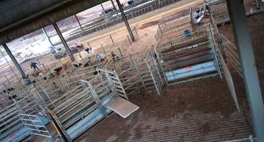 Workers in calf pens at dairy farm - Screenshot from hidden camera - Captured at Minko North Dairy, Korunye SA Australia.