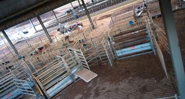 Workers in calf pens at dairy farm - Screenshot from hidden camera - Captured at Minko North Dairy, Korunye SA Australia.
