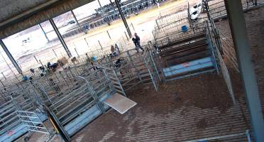Workers in calf pens at dairy farm - Screenshot from hidden camera - Captured at Minko North Dairy, Korunye SA Australia.