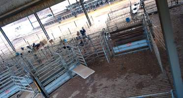 Workers in calf pens at dairy farm - Screenshot from hidden camera - Captured at Minko North Dairy, Korunye SA Australia.