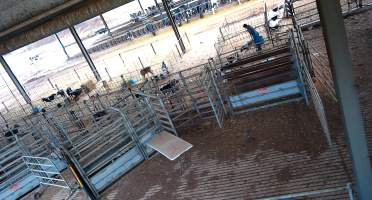 Workers in calf pens at dairy farm - Screenshot from hidden camera - Captured at Minko North Dairy, Korunye SA Australia.