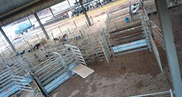 Workers in calf pens at dairy farm - Screenshot from hidden camera - Captured at Minko North Dairy, Korunye SA Australia.