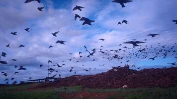 Dead pile at dairy farm - Screenshot from hidden camera - Captured at Minko North Dairy, Korunye SA Australia.
