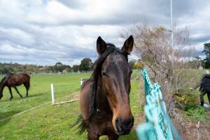 Stallion at fence of Maxine Fraser's property