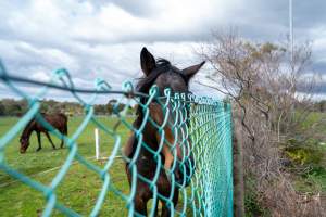Stallion at fence of Maxine Fraser's property