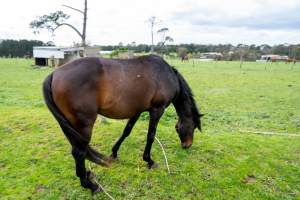 Stallion at Maxine Fraser's property