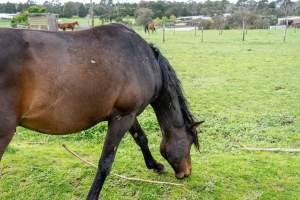 Stallion at Maxine Fraser's property