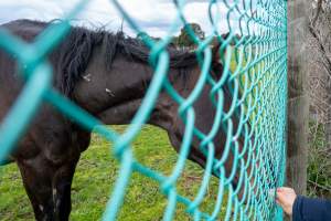 Stallion with scratches on neck - Signs of fighting