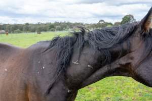 Stallion with scratches on neck - Signs of fighting