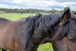 Stallion with scratches on neck - Signs of fighting