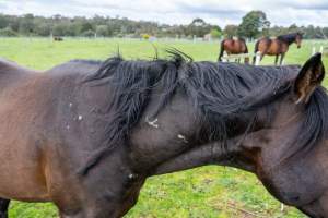 Stallion with scratches on neck - Signs of fighting