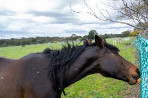 Stallion with scratches on neck - Signs of fighting