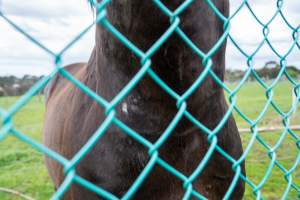Stallion with scratches on neck - Signs of fighting