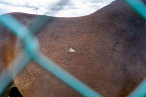 Stallion with scratch on back - Signs of fighting