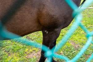 Stallion with scratch on leg - Signs of fighting