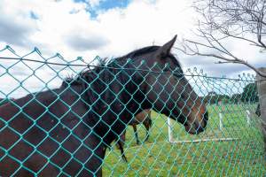 Stallion at fence