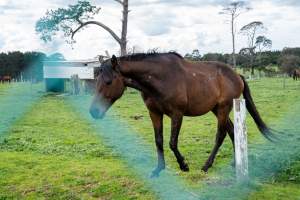 Stallion with scratches - Signs of fighting