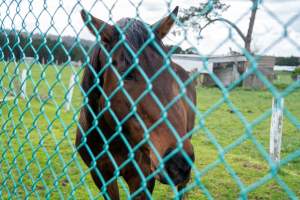 Stallion at fence