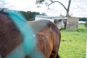 Stallion with large, semi-healed gash on side