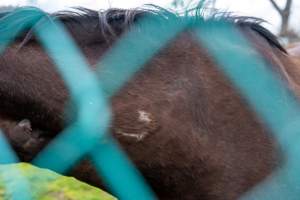 Stallion with scratches on neck - Signs of fighting