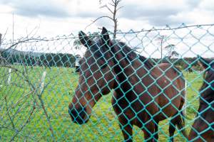 Stallion at fence