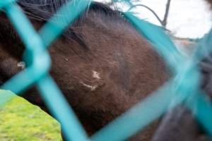 Stallion with scratches on neck