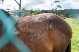 Stallion with large, semi-healed gash on side