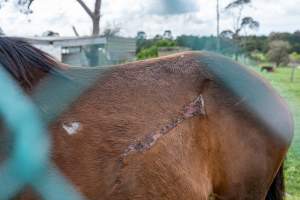 Stallion with large, semi-healed gash on side