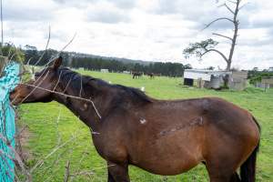 Stallion with large, semi-healed gash on side