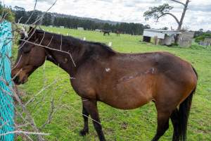 Stallion with large, semi-healed gash on side