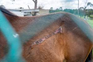 Stallion with large, semi-healed gash on side