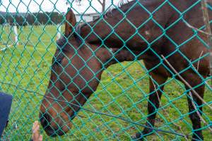 Stallion at fence