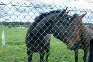 Stallions at fence