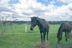 Stallions at fence