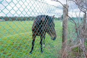 Stallion at fence
