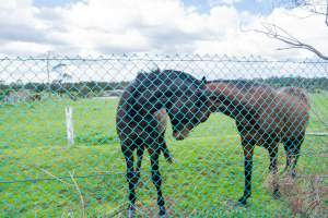 Stallions at fence