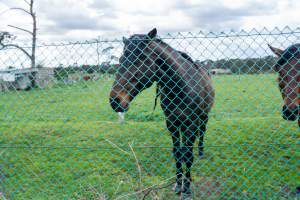 Stallions at fence