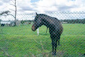Stallion at fence