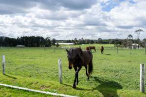 Horses in paddock