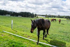 Horses in paddock