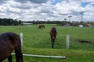 Horses in paddock