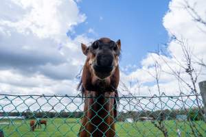 Stallion at fence