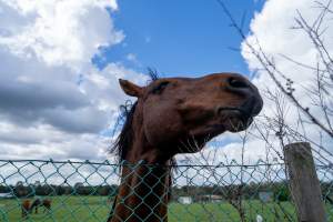 Stallion at fence