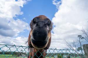 Stallion at fence