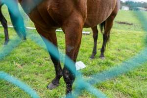 Stallion with missing fur on leg - Signs of fighting
