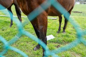 Stallion with missing fur on leg - Signs of fighting