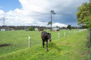 Stallion in paddock